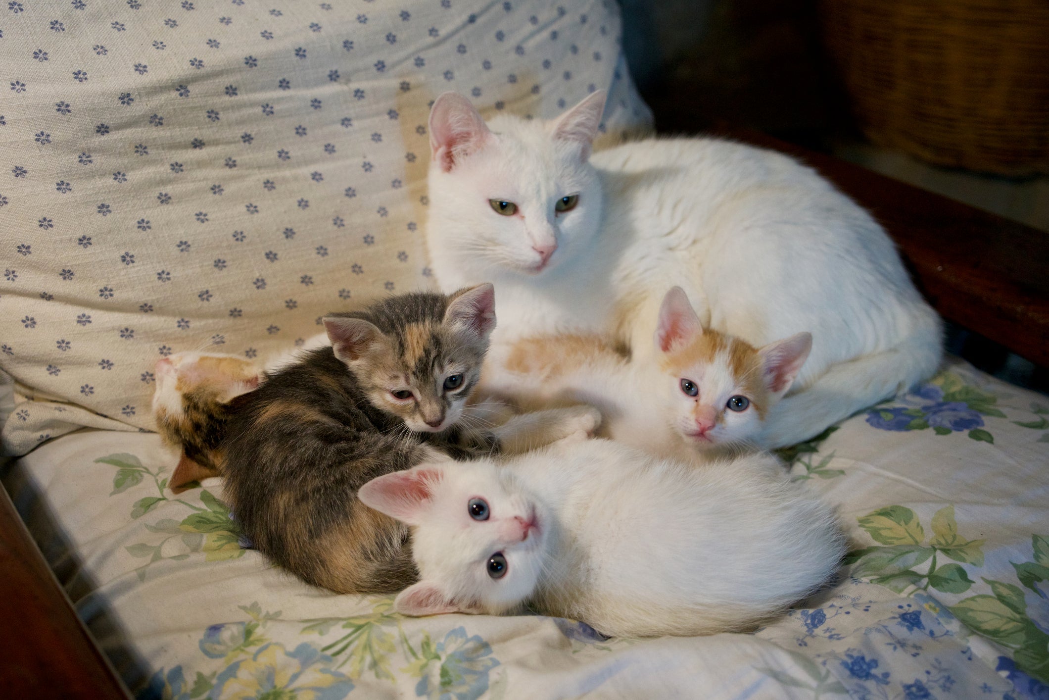 É importante separar o gato filhote da mamãe e os irmão no período certo