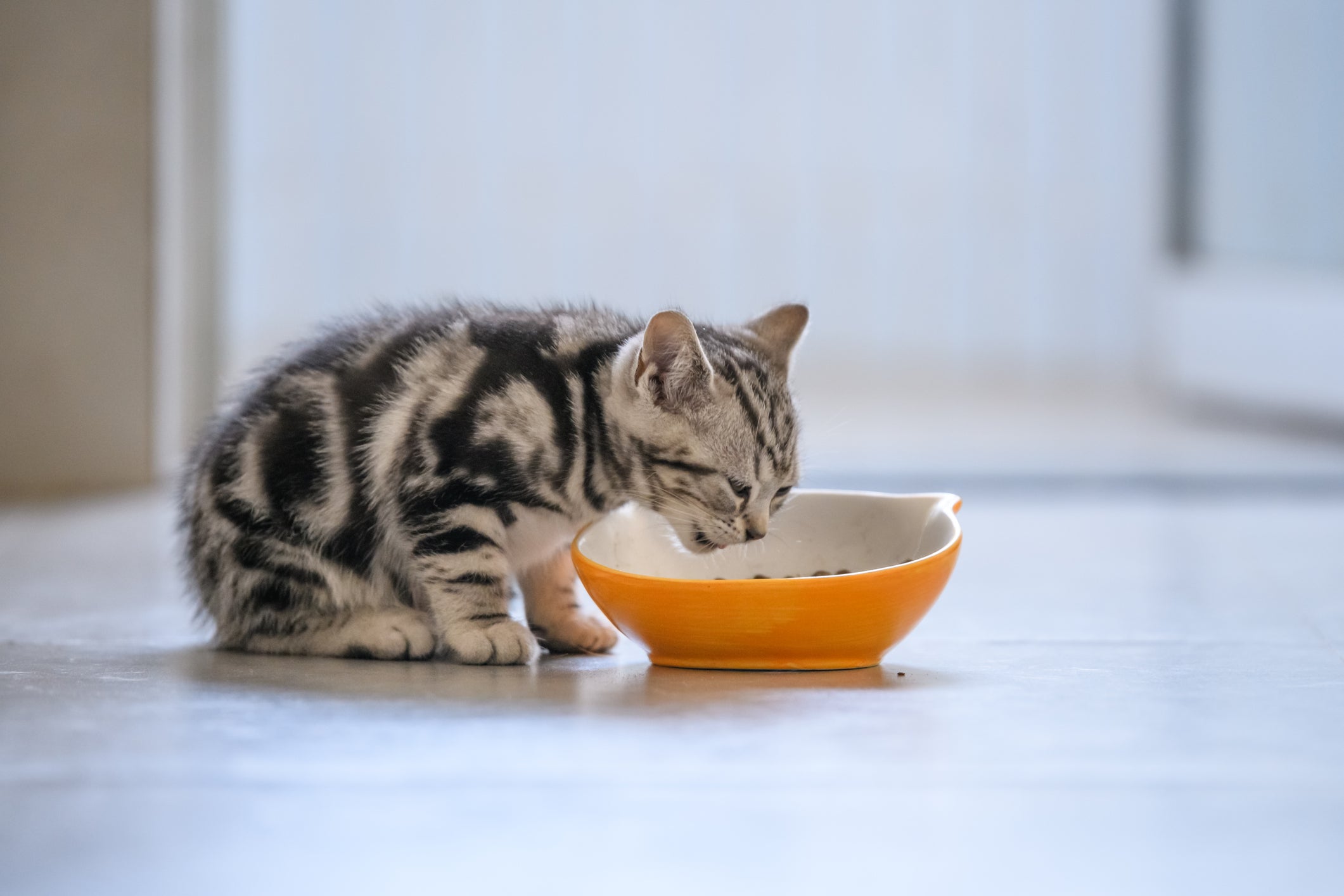 Veja quantas vezes oferecer ração para o gato filhote 