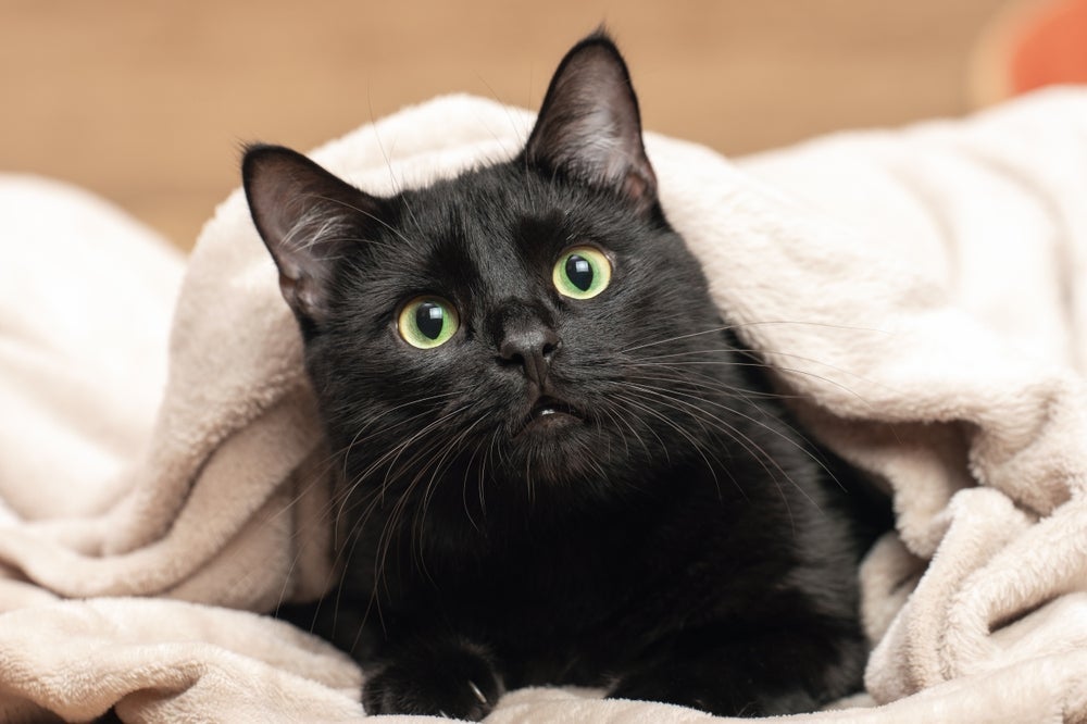 O gato preto pode virar alvo de pessoas mal intencionadas na sexta-feira 13