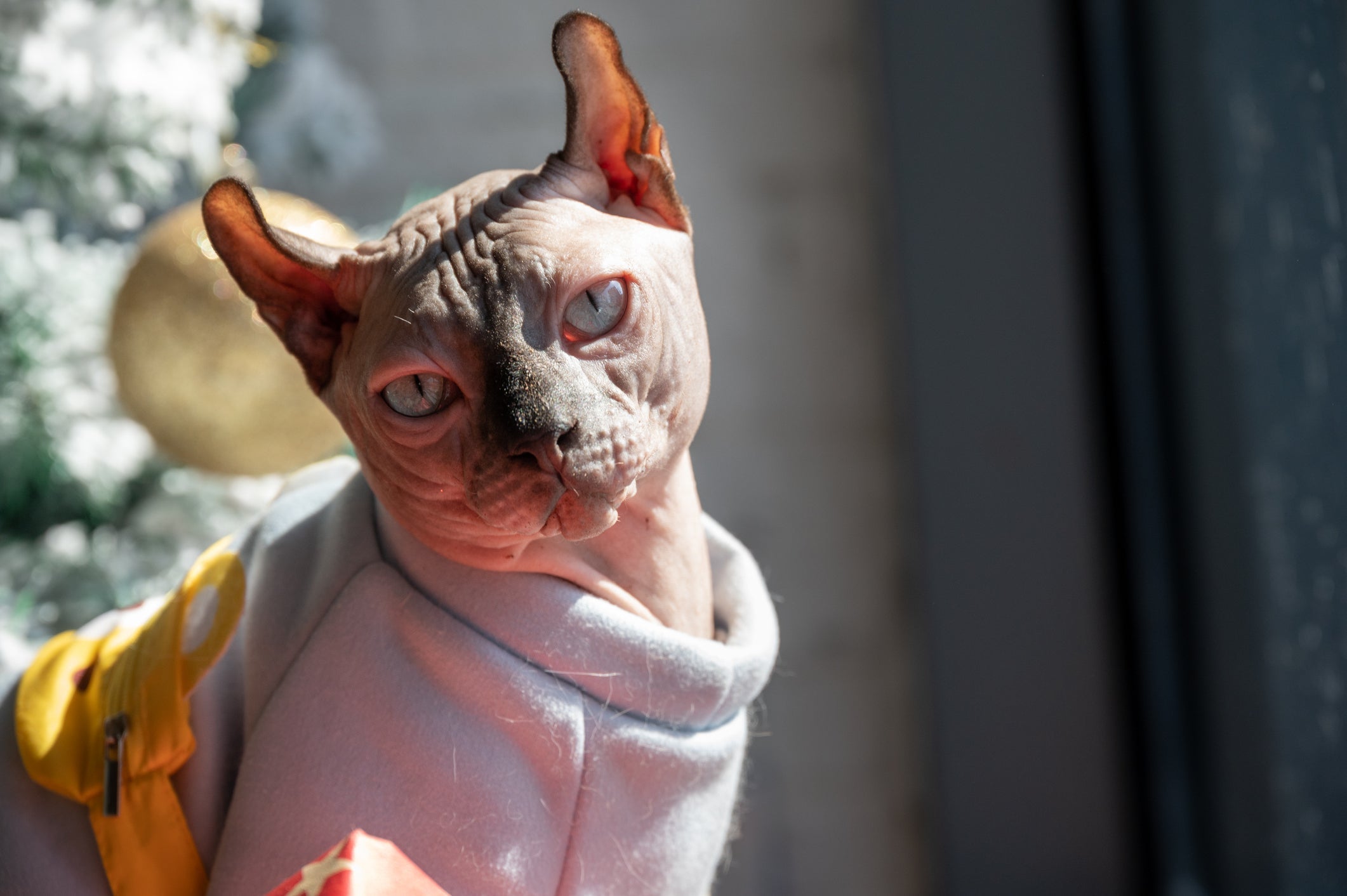 As raças de gato sem pelo são exóticas e peculiares