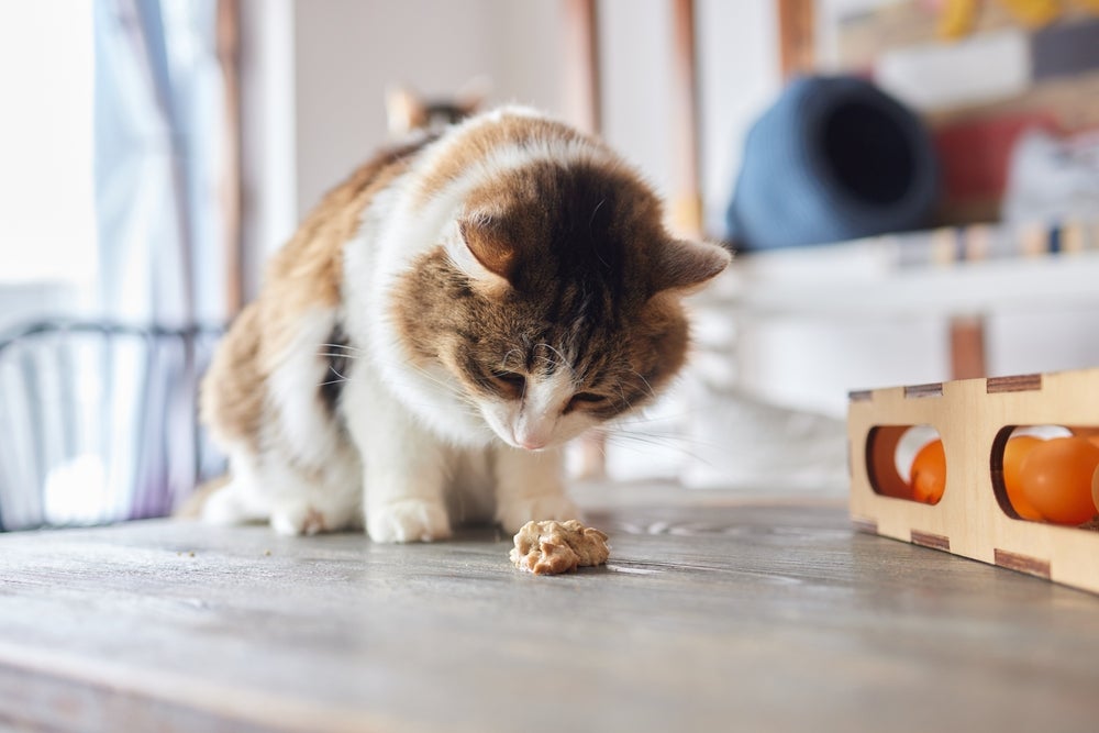 O gato vomitando ração nem sempre é indicativo de um problema sério