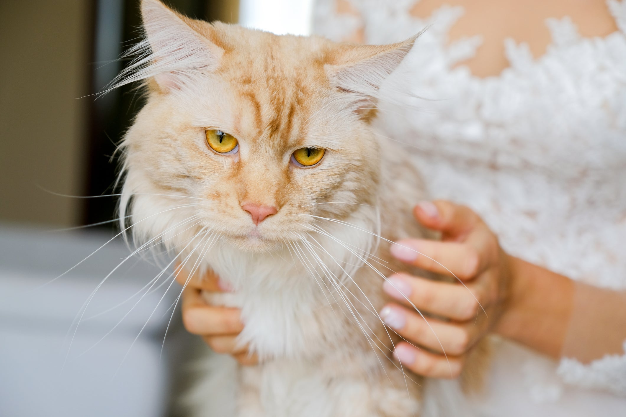 Um gato triste e apático precisa de atenção