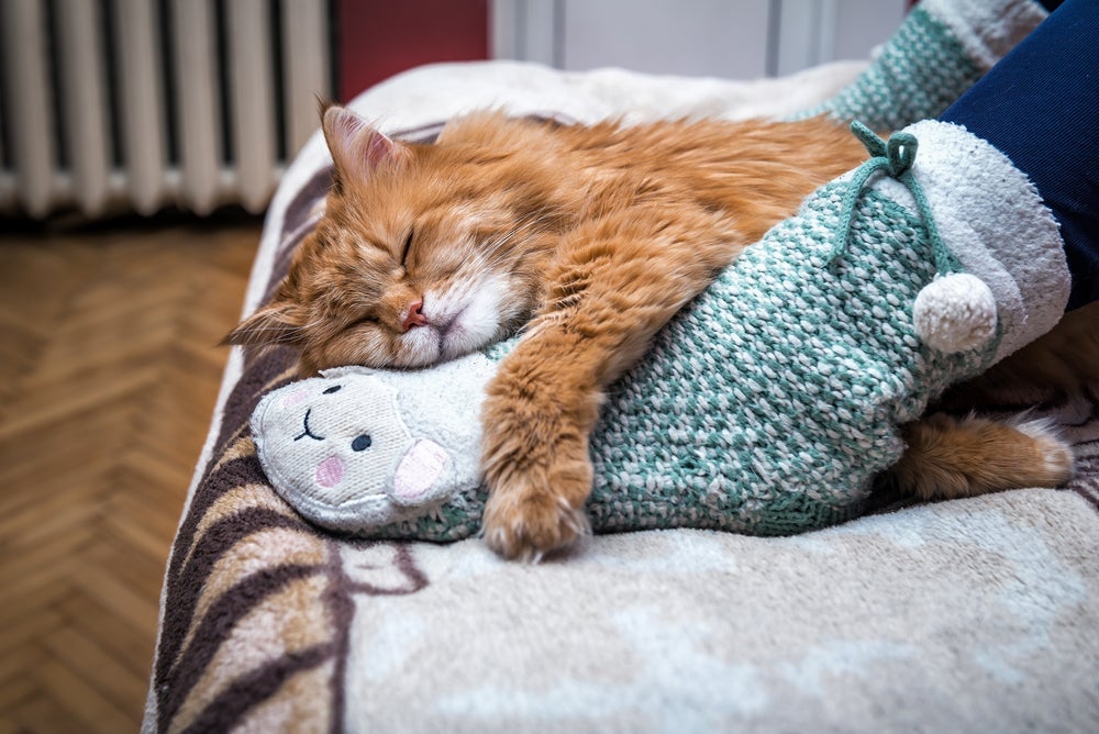O gato é fascinado pelos pés dos humanos por diferentes motivos