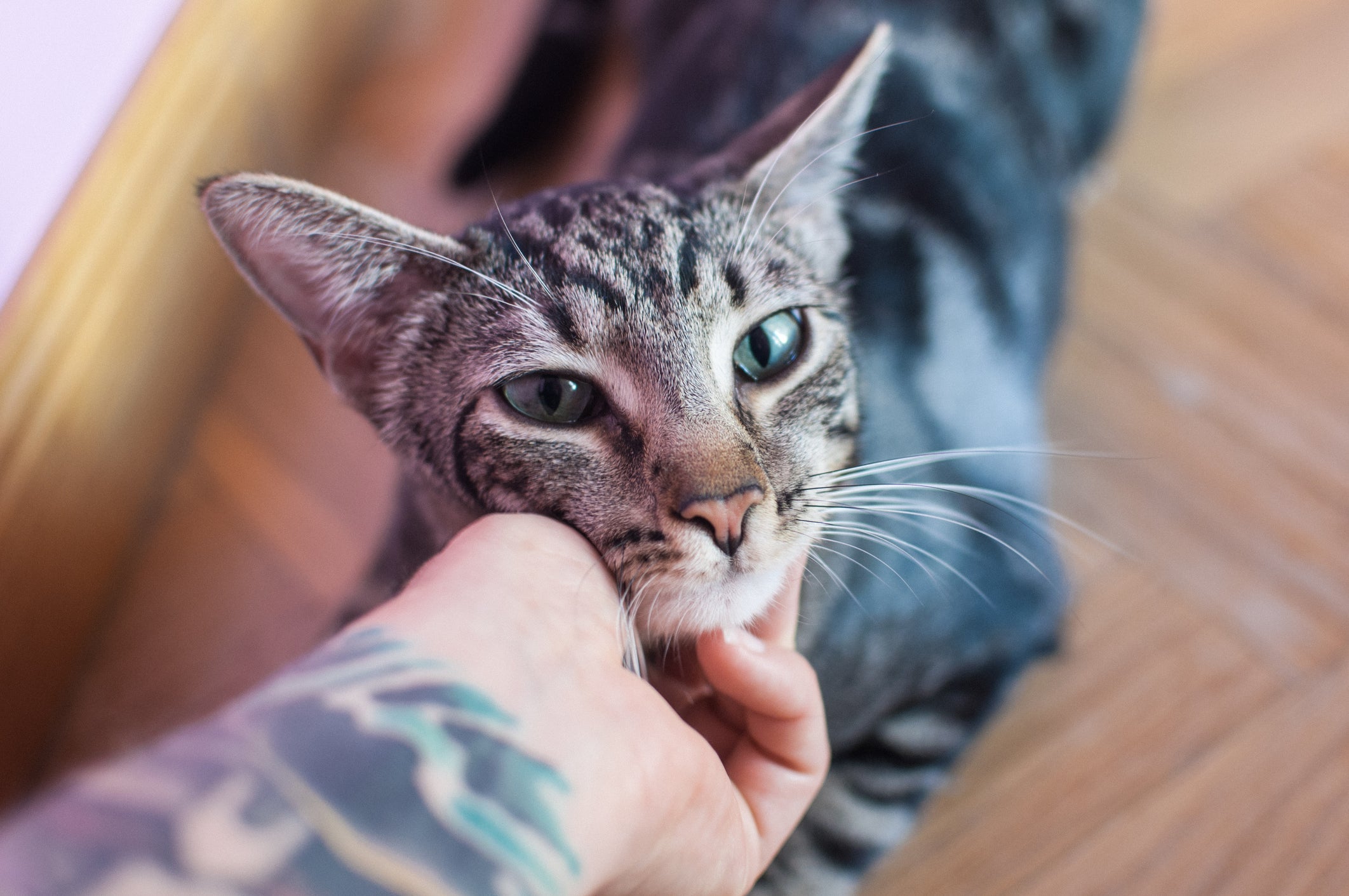 O gato seguindo o dono pode acontecer porque ele te vê como mãe dele