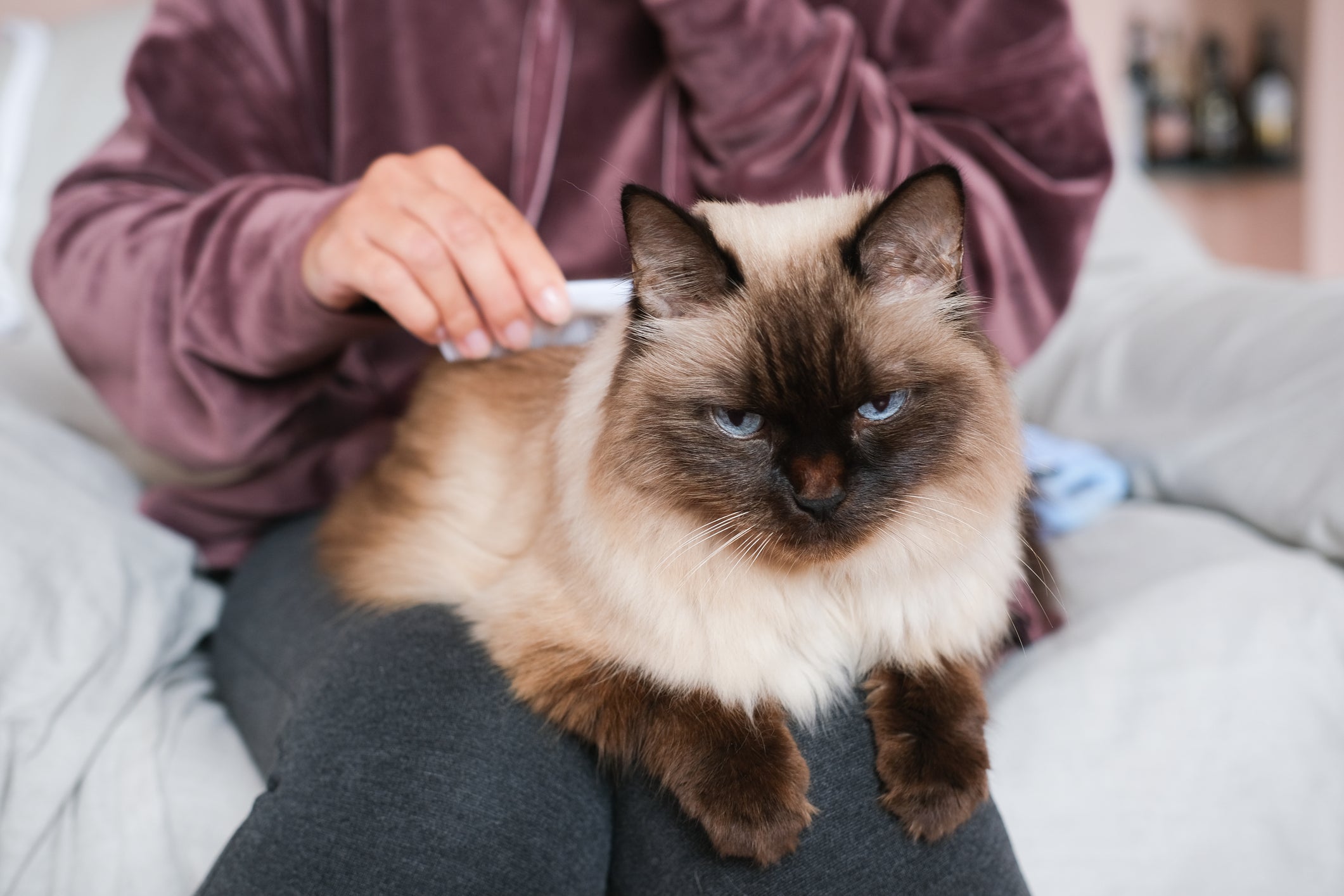Seu gato precisa de uma atenção especial com a higiene, alimentação e outros hábitos
