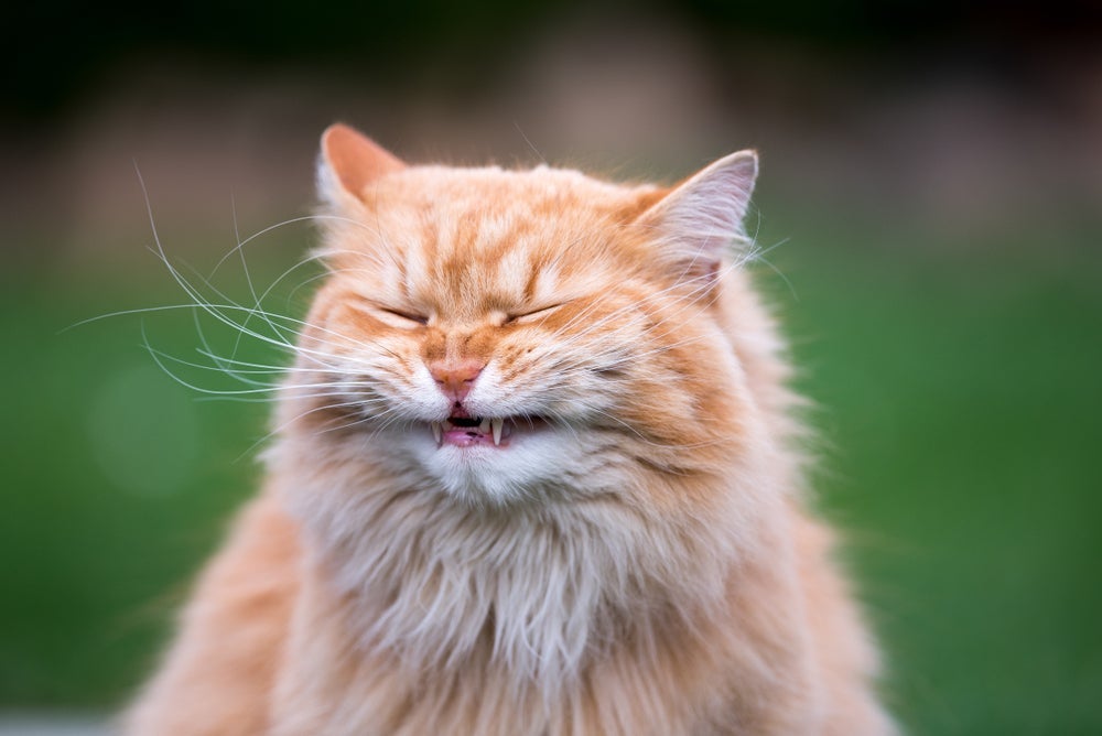 A personalidade de um gato costuma ser divertida e bem humorada