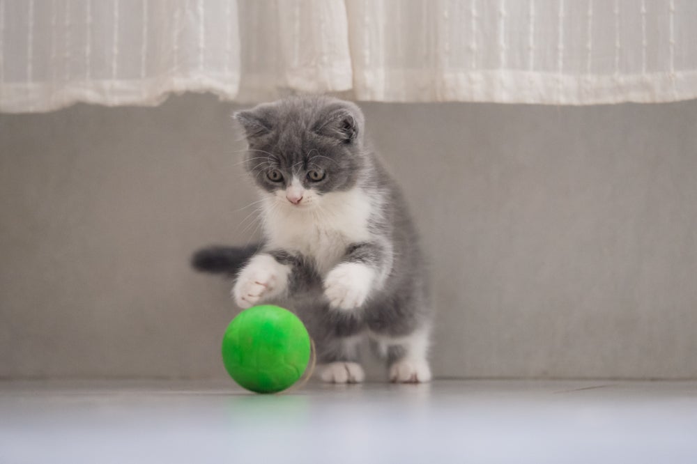 Muitos gatos gostam de brincadeiras interativas, como buscar objetos