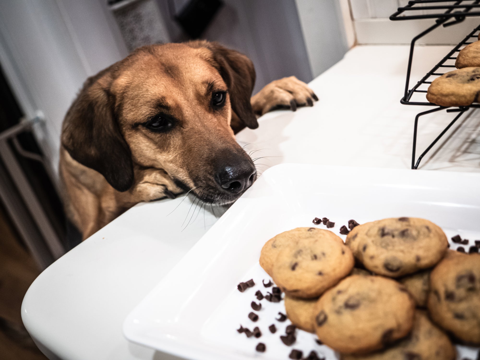 Veja quais são os alimentos proibidos para cachorro que devem passar longe do pet