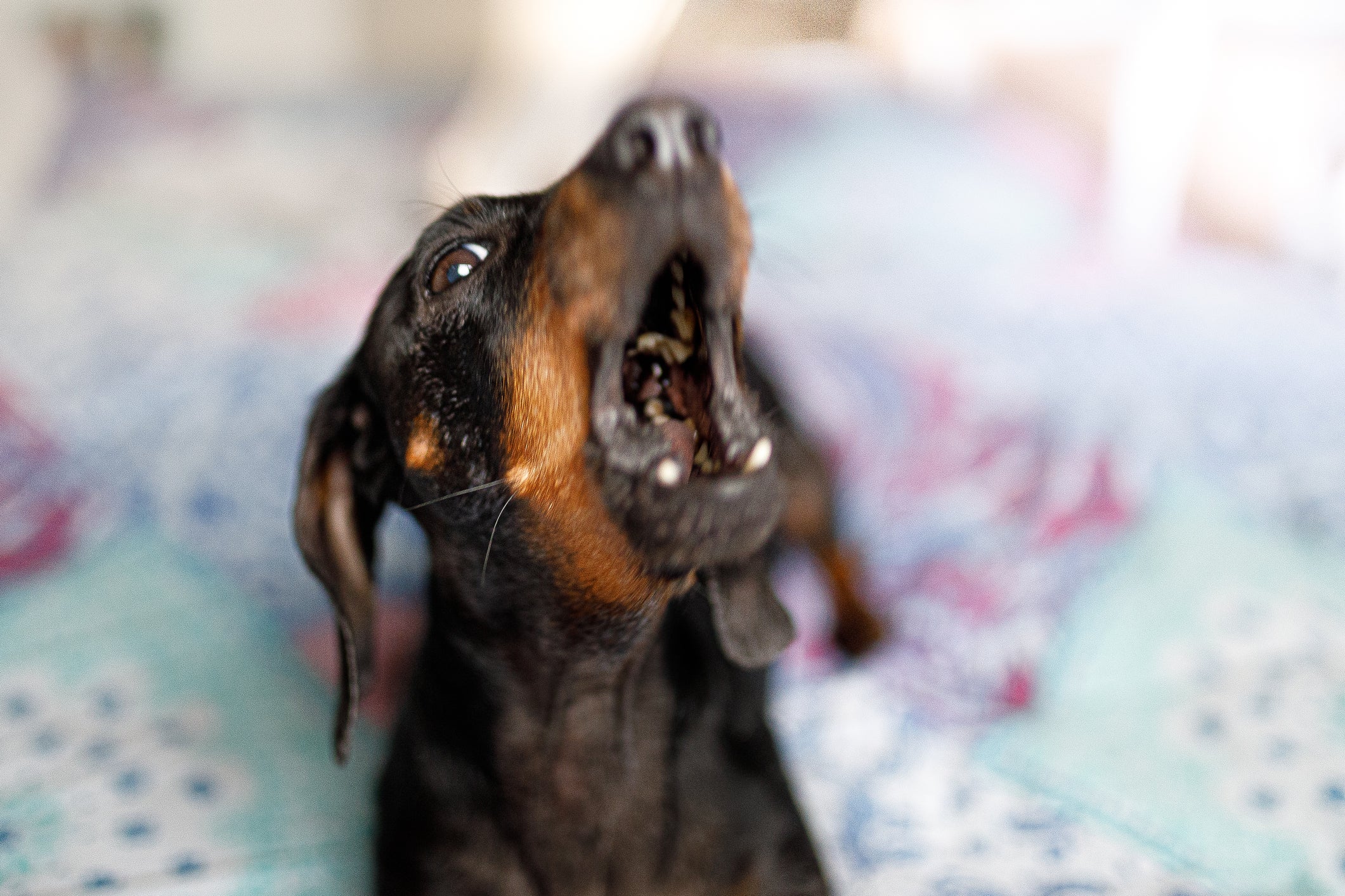 O latido de cachorro é uma forma do pet alertar e se comunicar