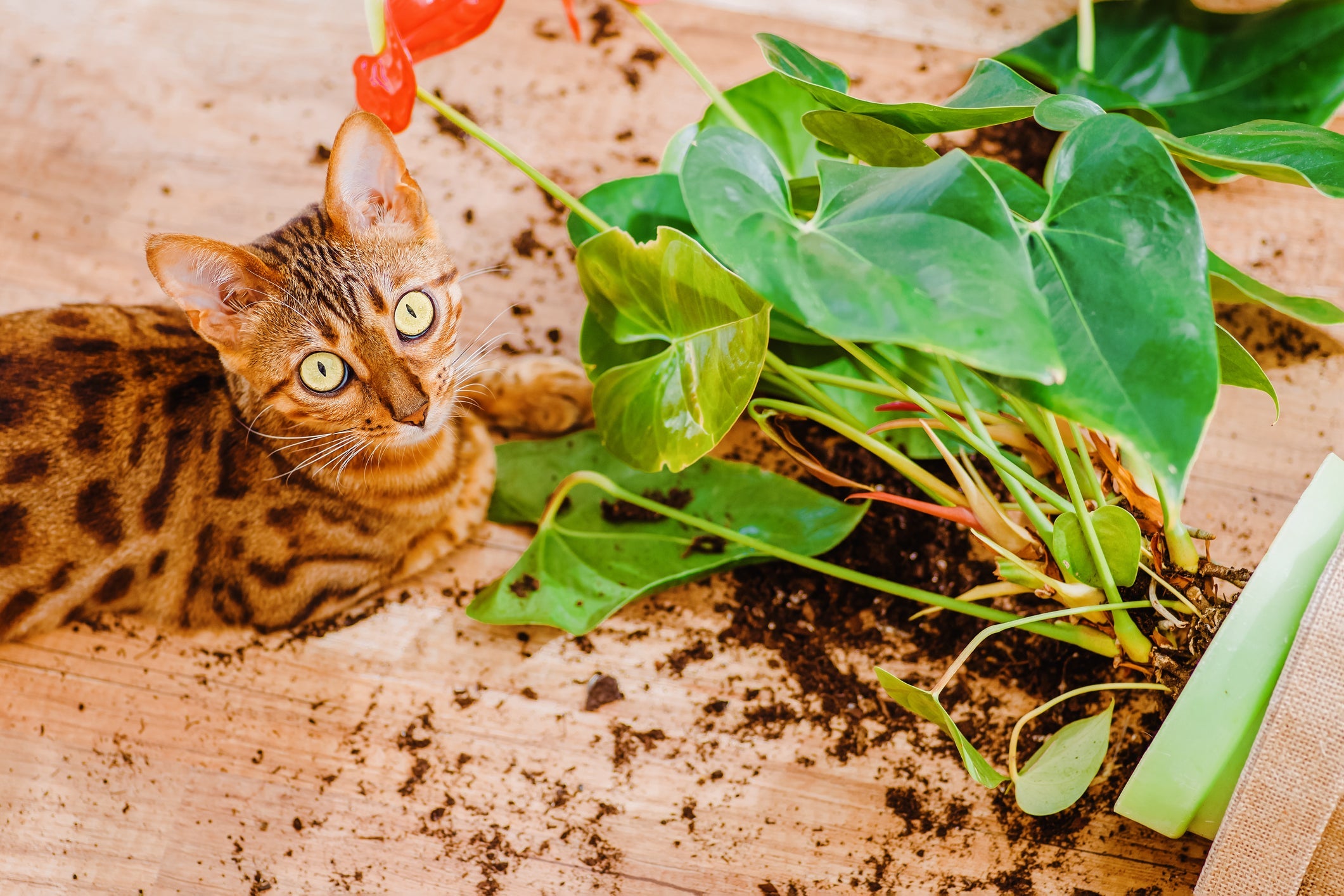 Alguns gatos são conhecidos pelo alto nível de energia e adoram se aventurar
