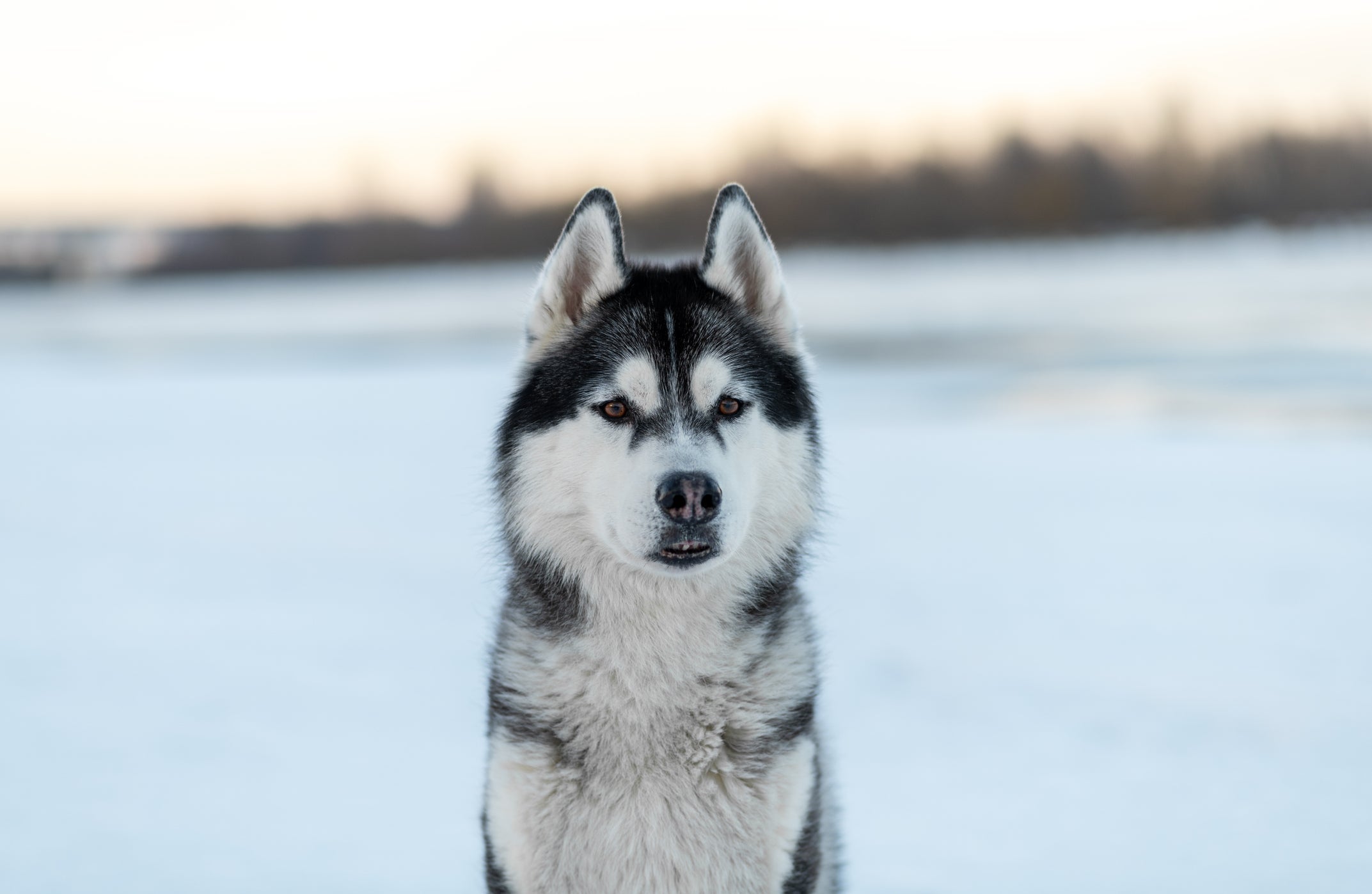 O Husky Siberiano é comparado com o lobo-cinzento