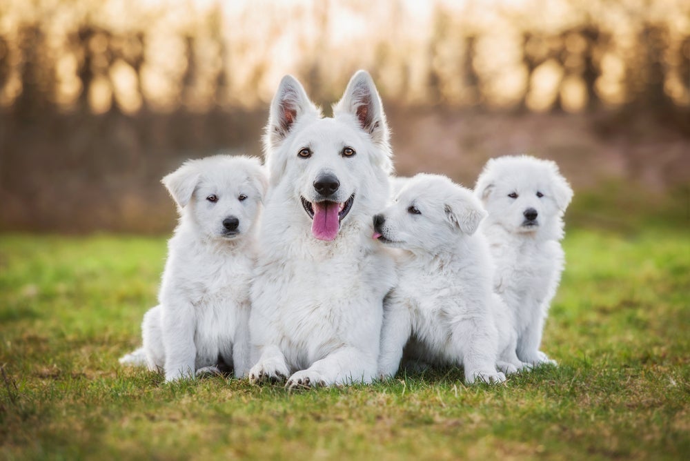 Calcular a idade dos cachorros não é muito difícil