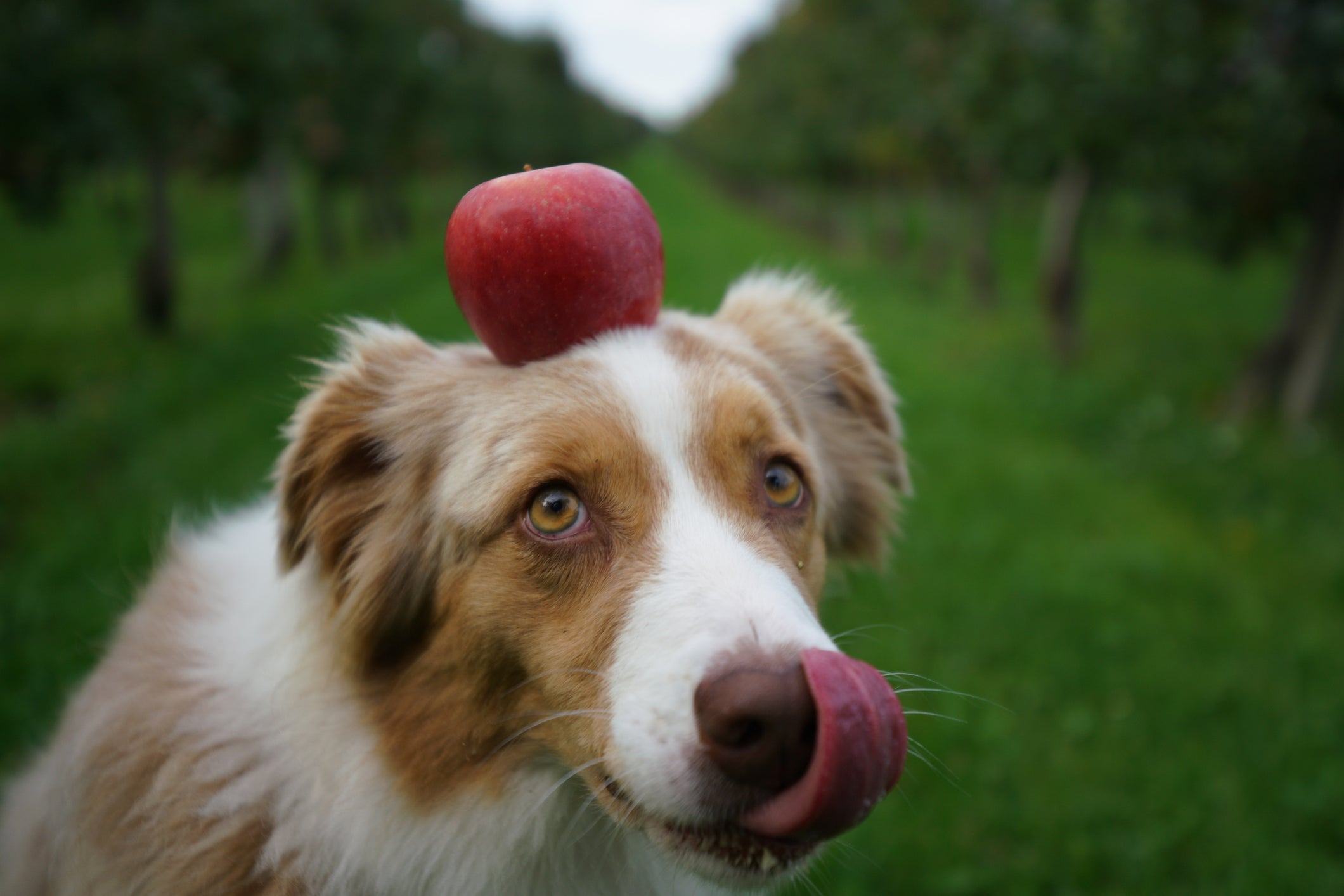 Confira quais frutas e legumes para cachorro oferecer para o pet