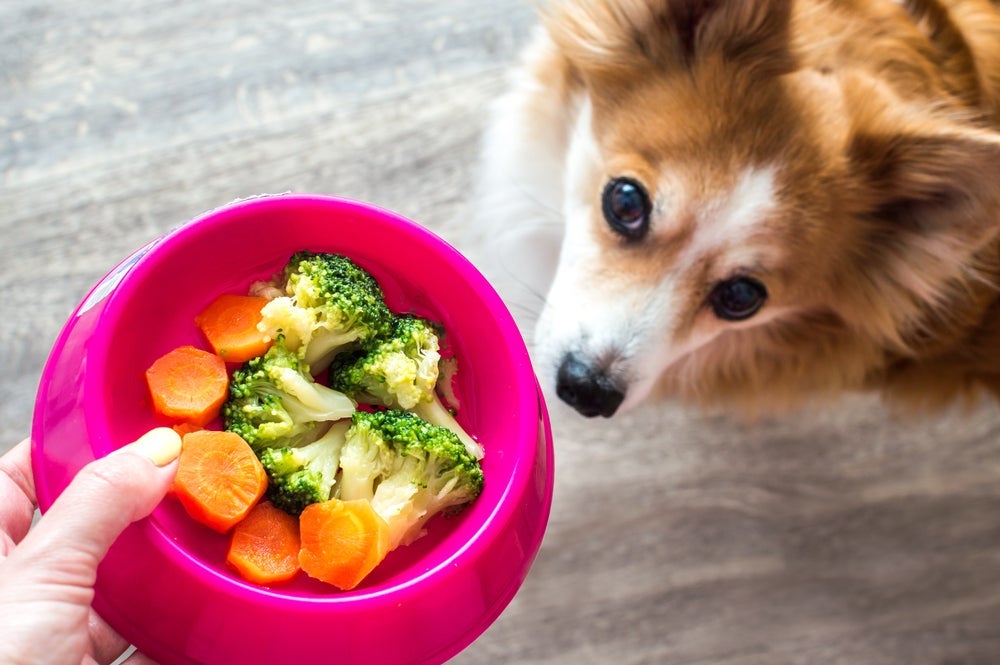 Alguns legumes para cachorro podem ser super benéficos para a saúde canina