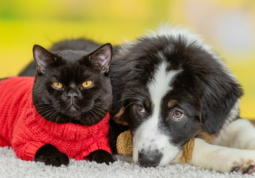 O luto animal é marcado por diferentes comportamentos