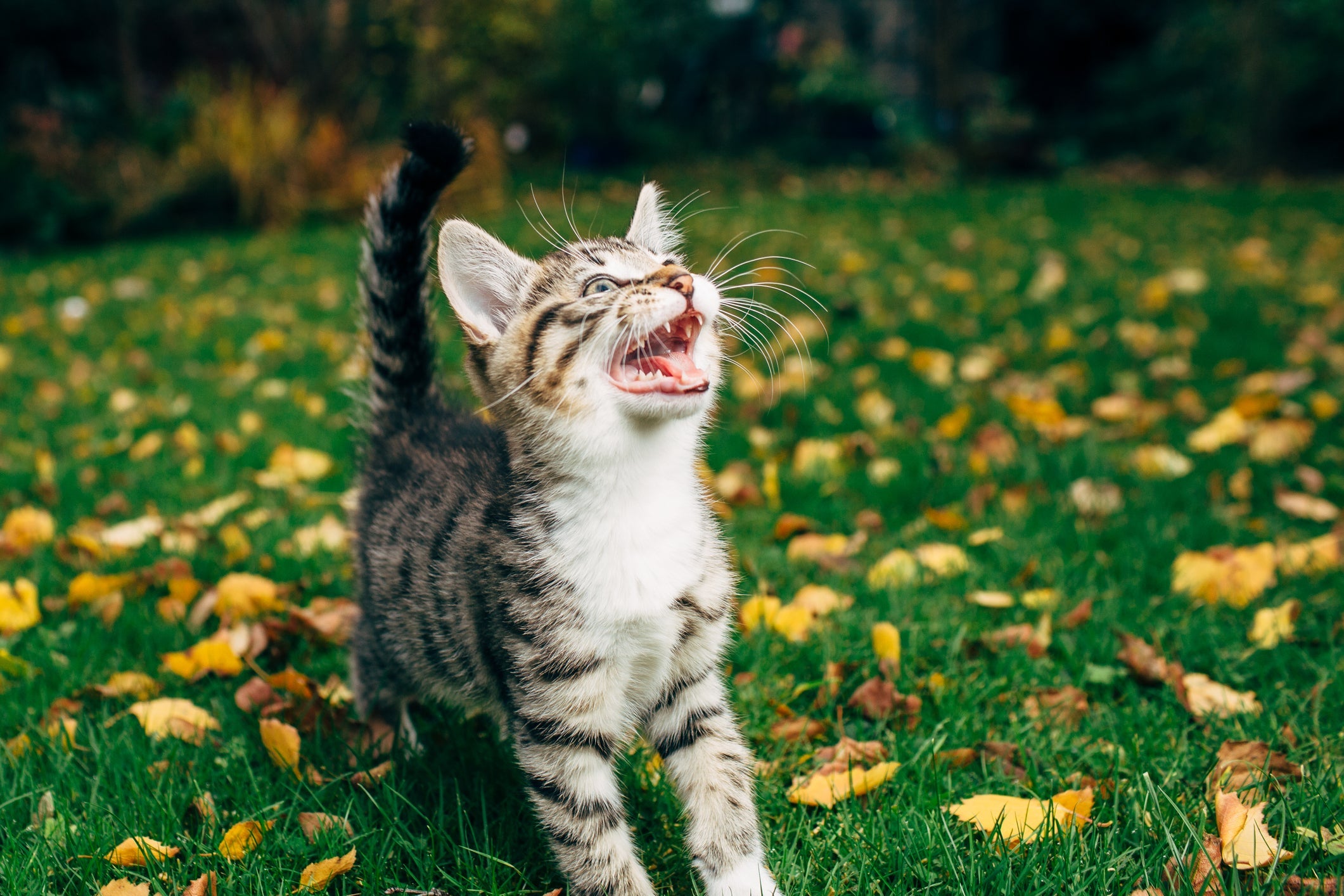 O miado de gato pode indicar uma série de emoções