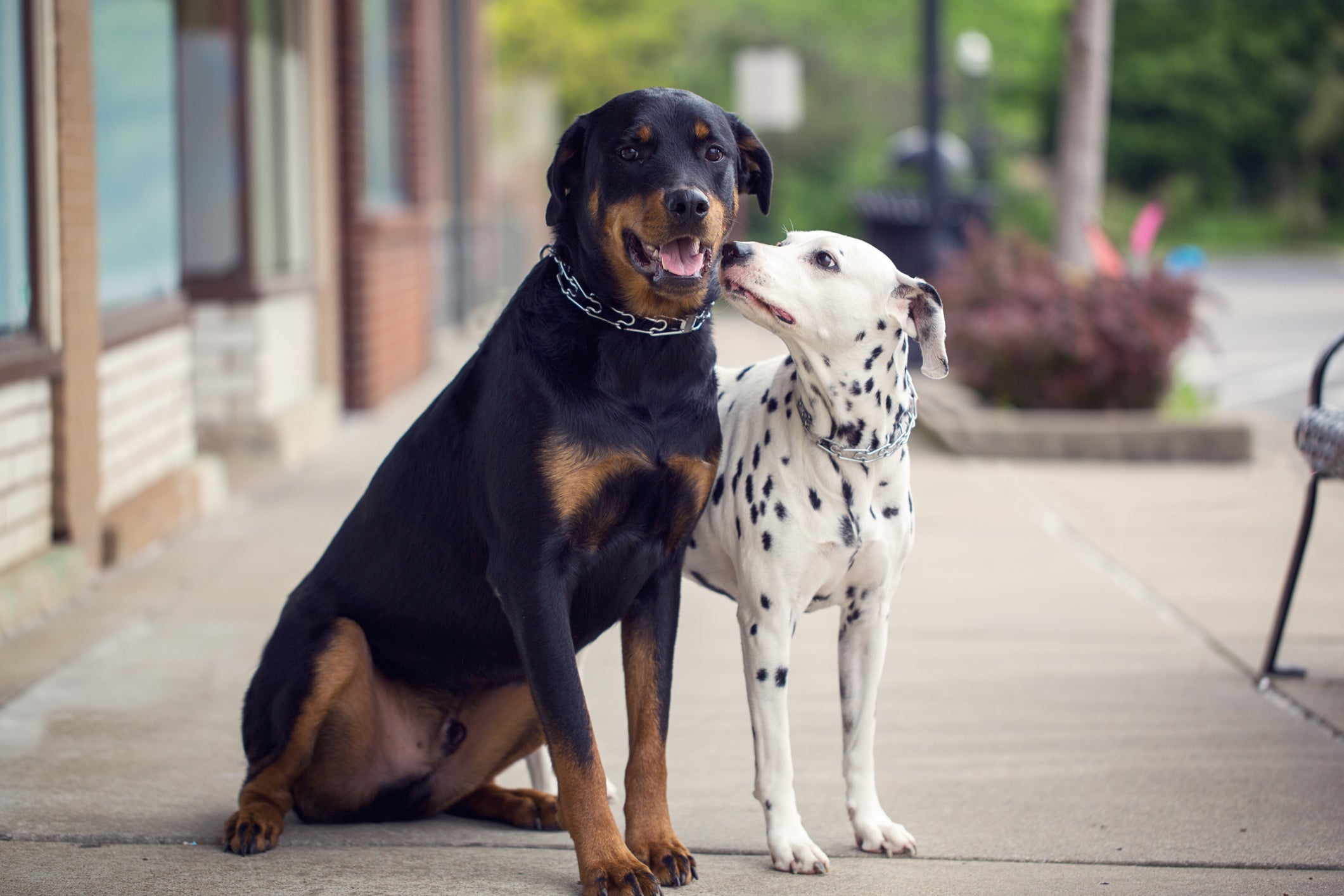 Os nomes para cachorro imponente refletem a personalidade e aparência do pet