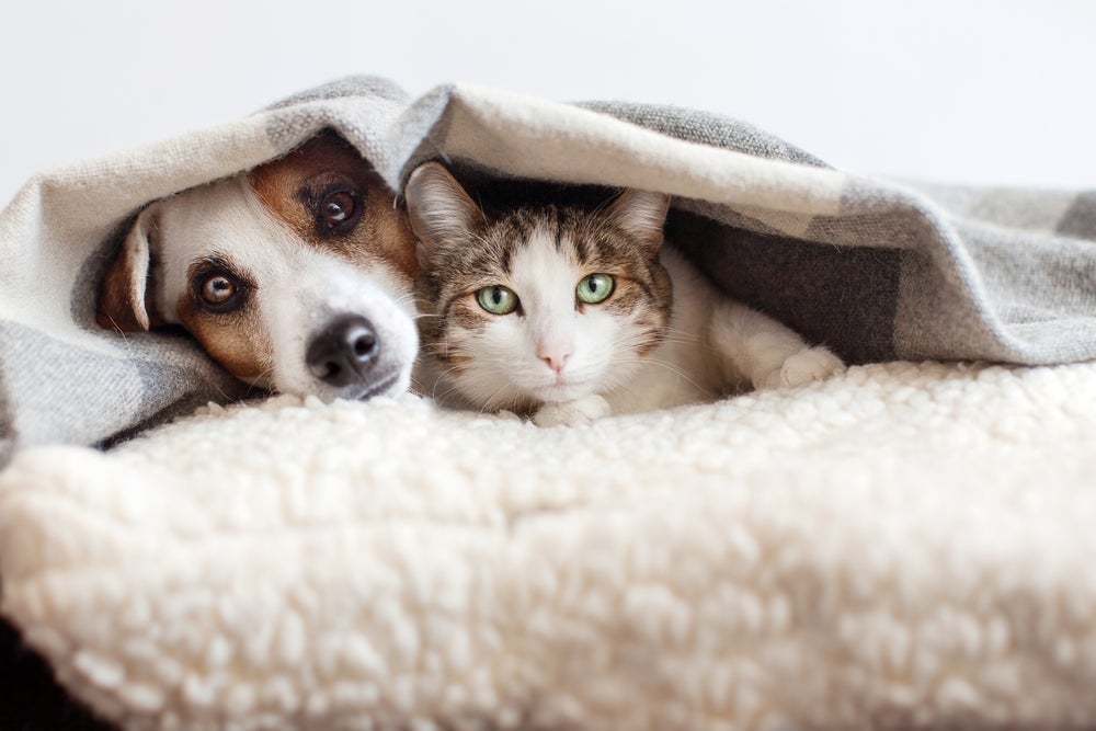 Há vários nomes para cachorros e gatos, mas existem algumas dicas na hora de escolher os melhores
