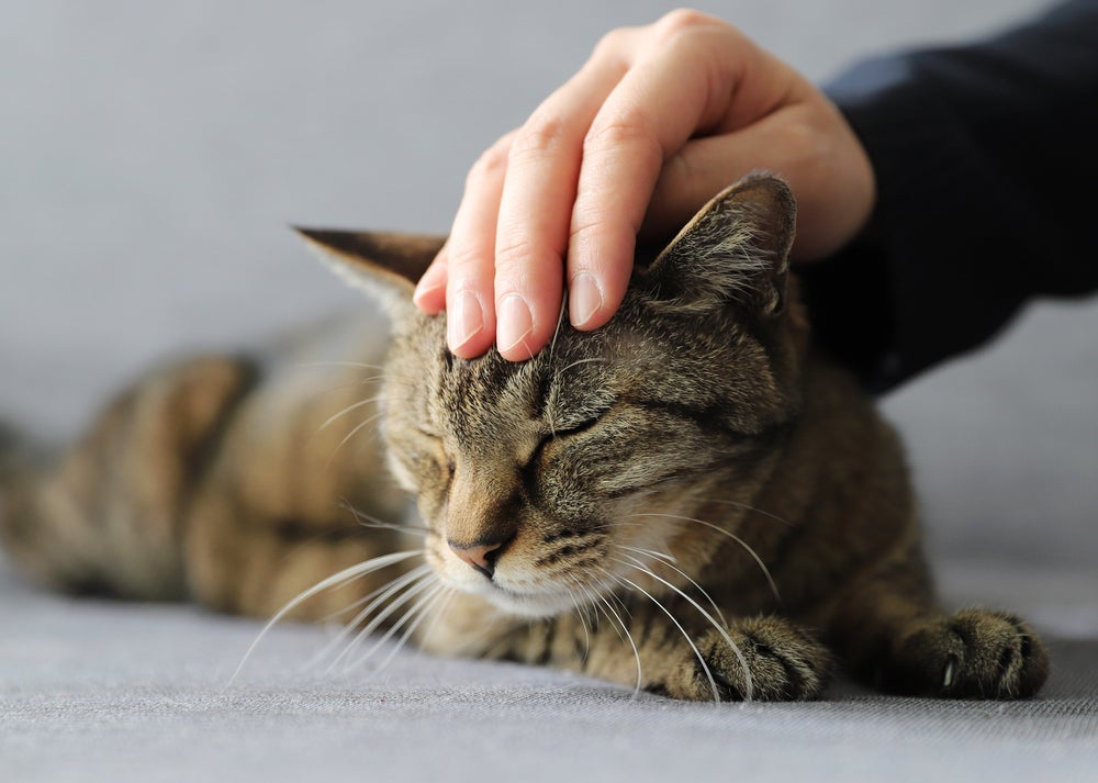 Existem lugares certos onde fazer carinho no gato 