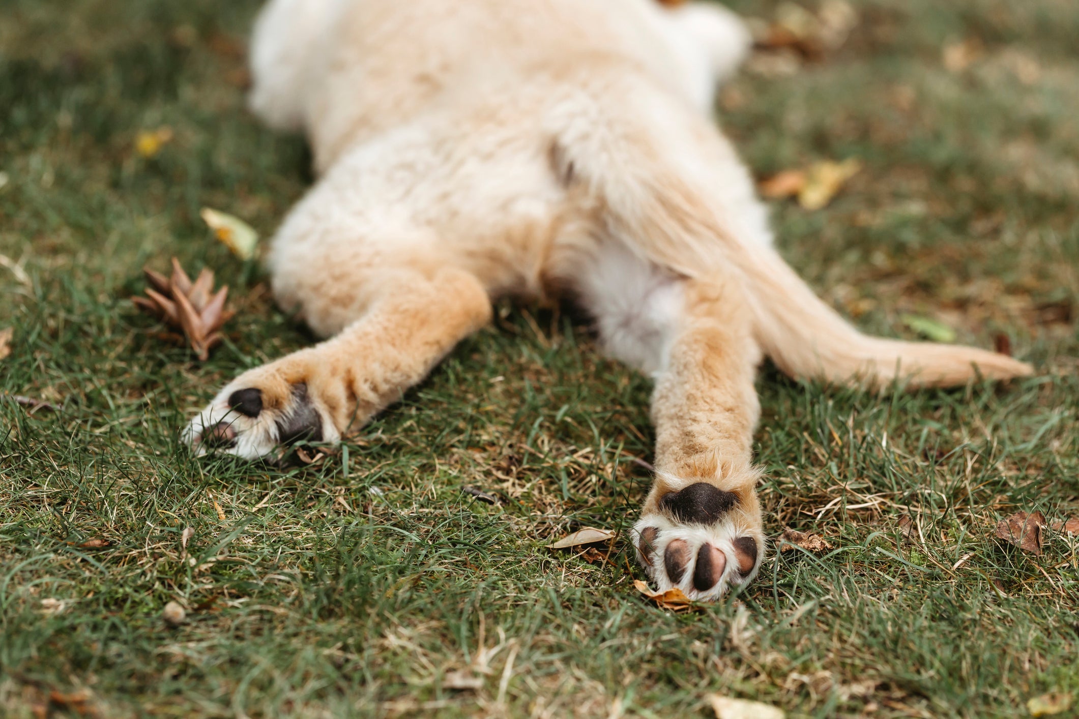 Já se perguntou porque a pata de cachorro tem cheiro de salgadinho de queijo?