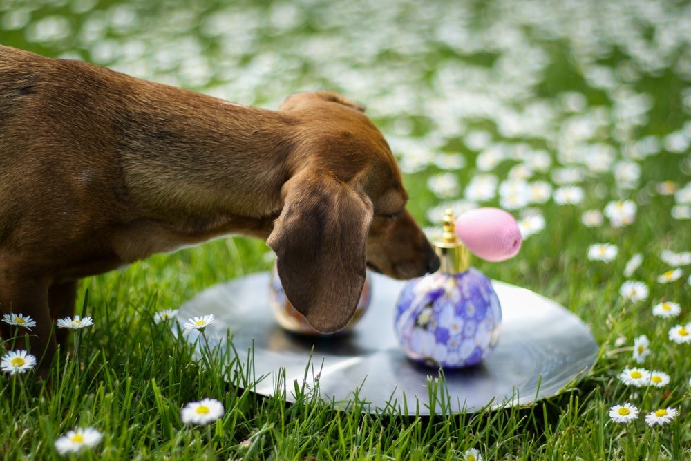 Veja porque o perfume para cachorro não é recomendado para os pets