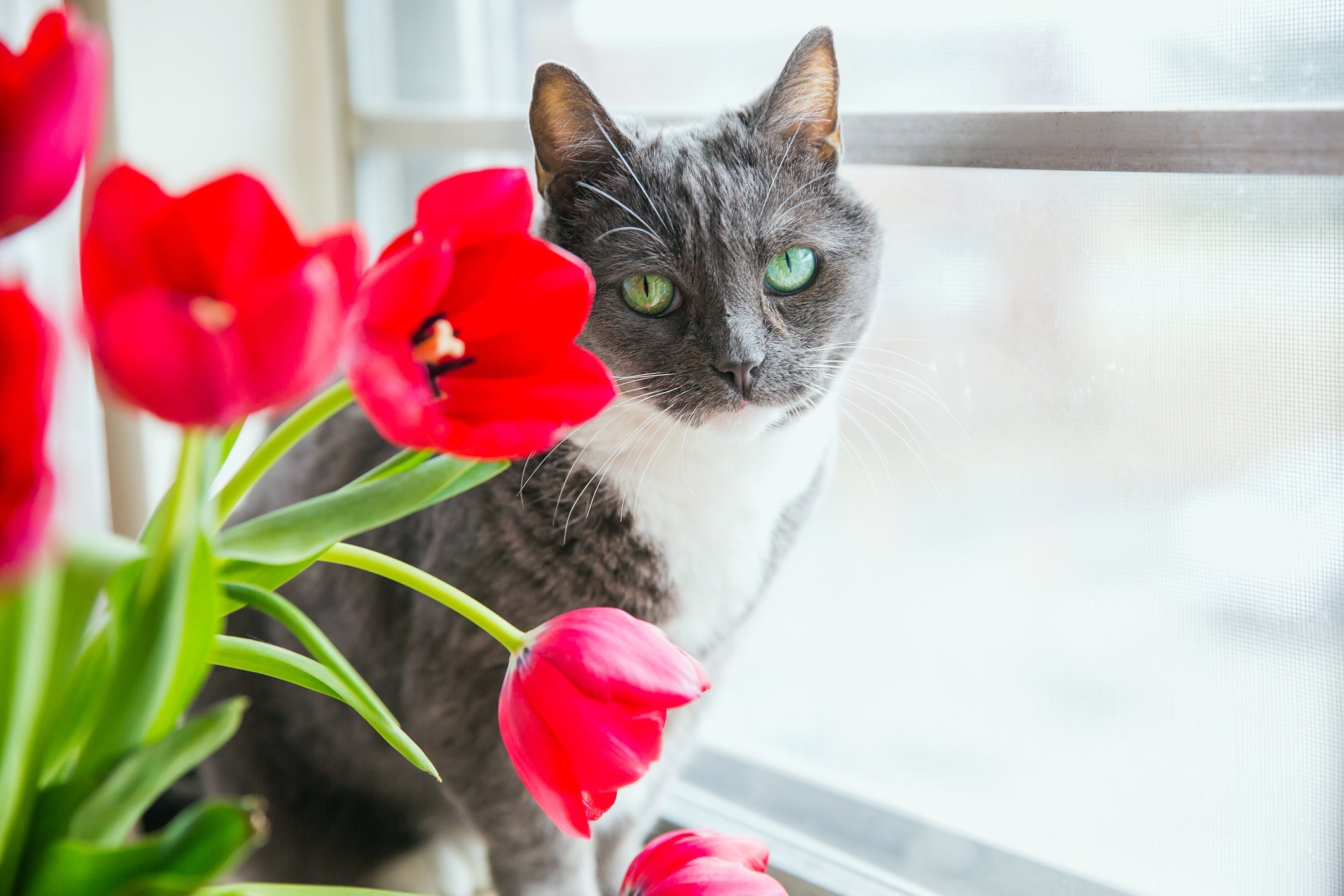 Existem plantas tóxicas para gatos que podem até ser fatais