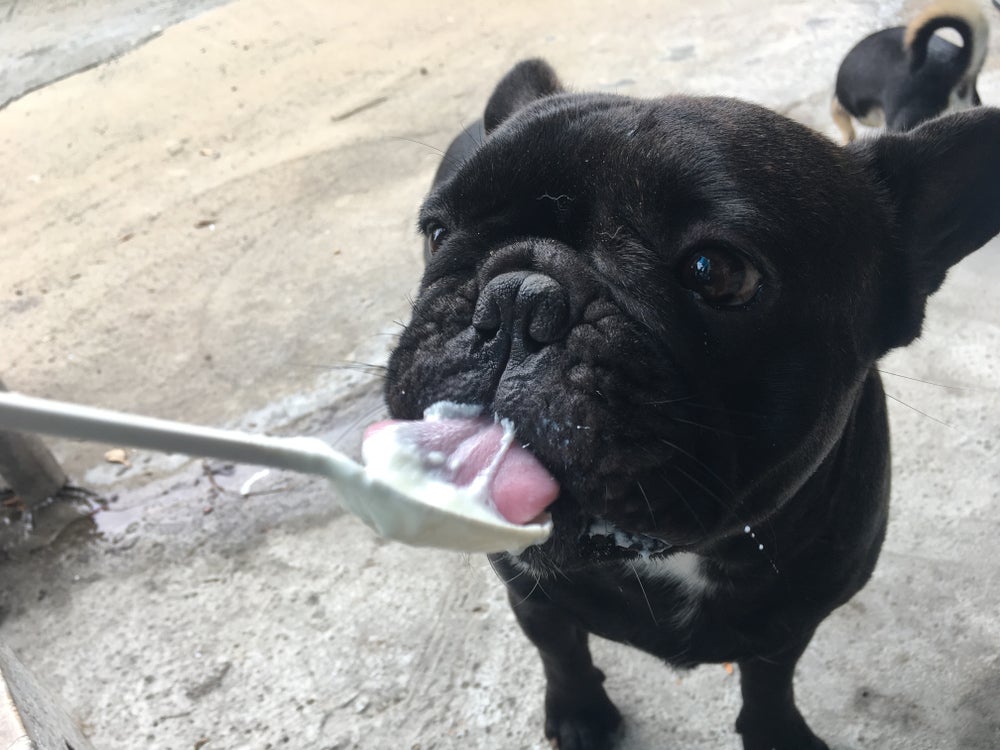 Até pode dar iogurte para cachorro, desde que você siga alguns cuidados