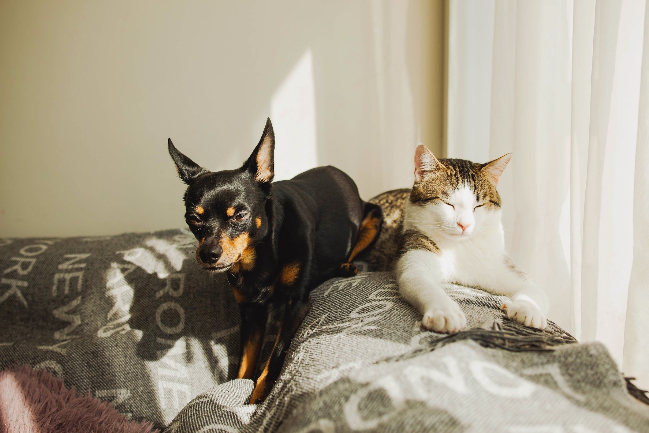 Veja quantas horas um cachorro dorme por dia e um gato 