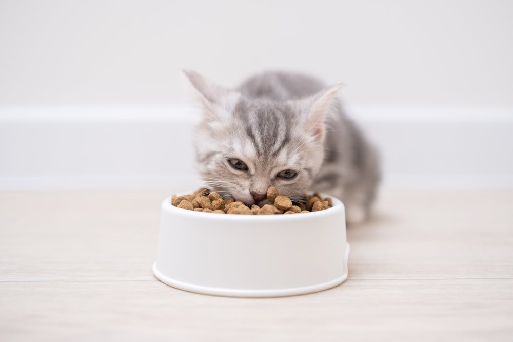 A ração hipoalergênica para gatos pode ser mais benéfica do que você imagina