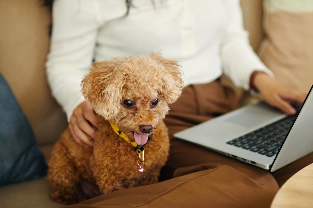 Essas raças de cachorro são tranquilas e muito companheiras