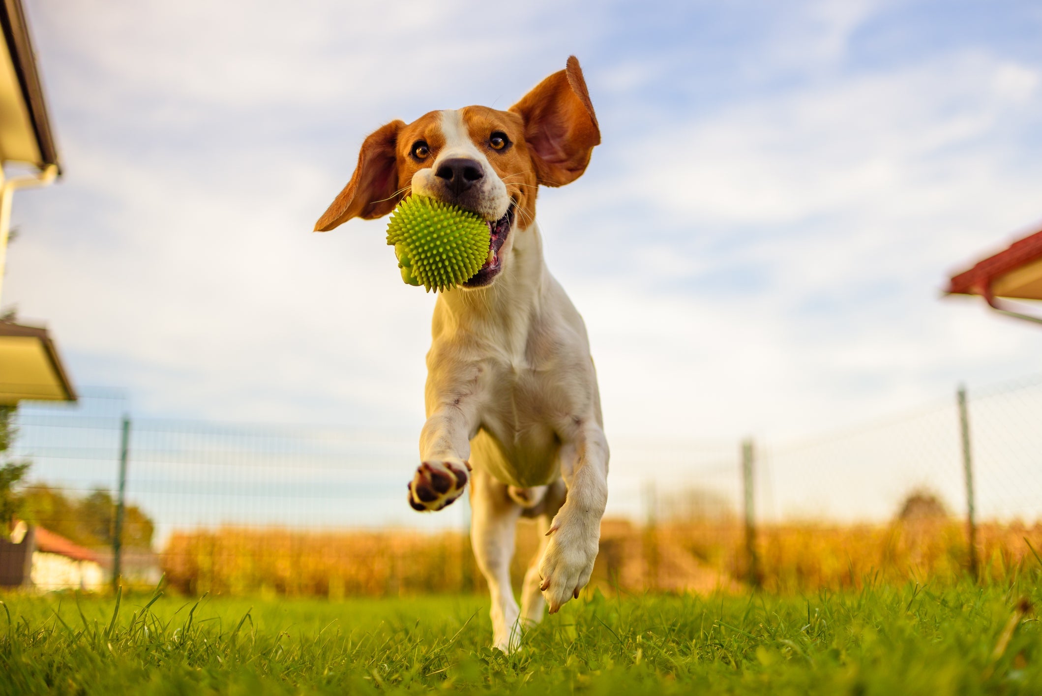 Algumas raças de cachorro são campeãs em fugir do adestramento