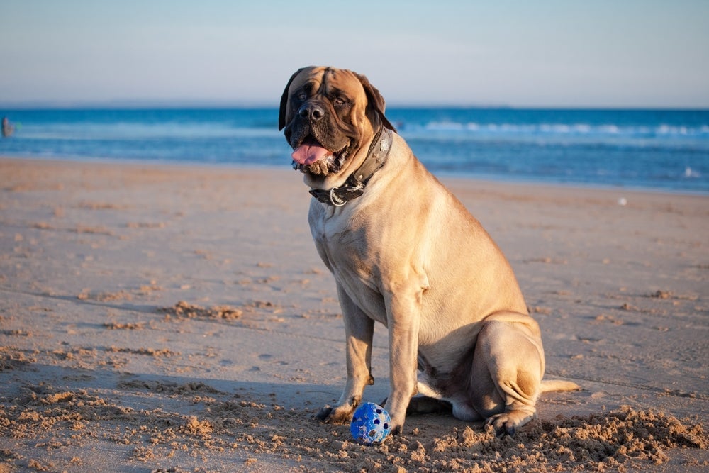 Algumas raças de cachorro podem viver menos tempo do que outras