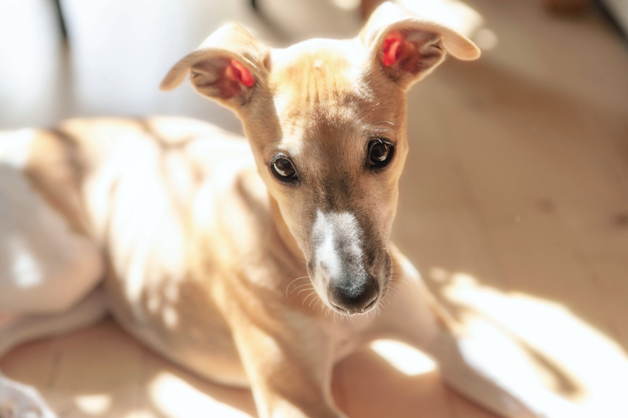 Algumas raças de cachorro costumam latir menos que outras