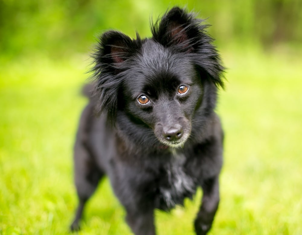 Algumas raças de cachorro têm maior longevidade do que outras