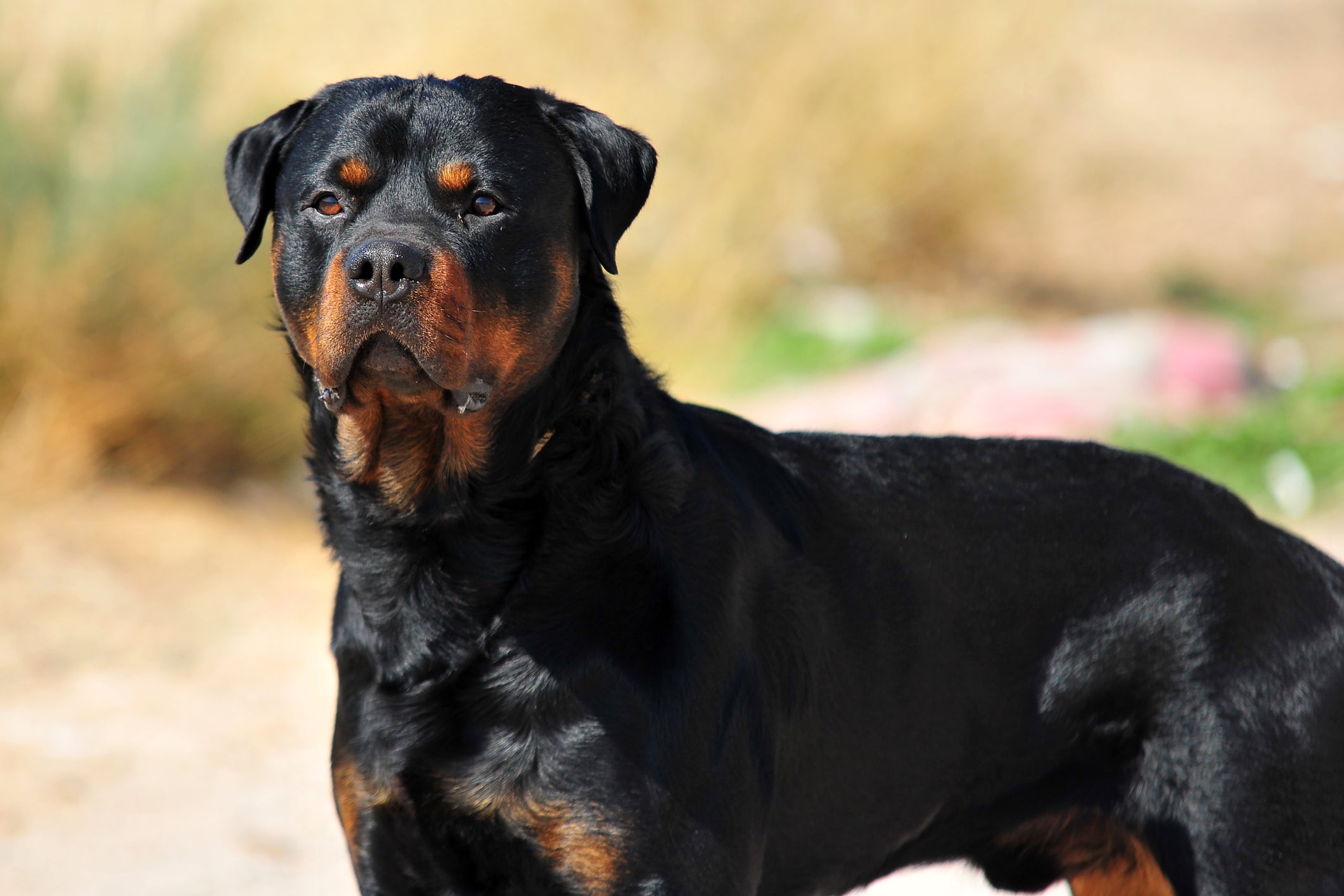 Confira quais são as raças de cachorro proibidas em alguns países e porquê