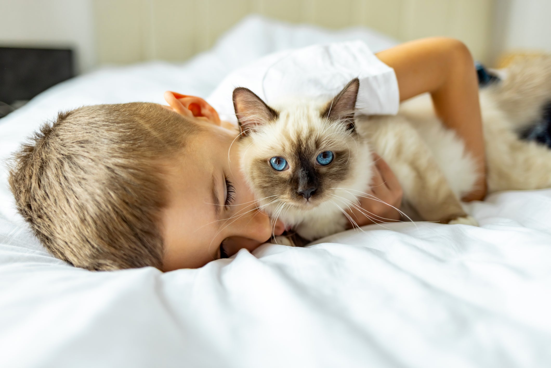 Veja quais são as raças de gatos mais indicadas para quem tem crianças