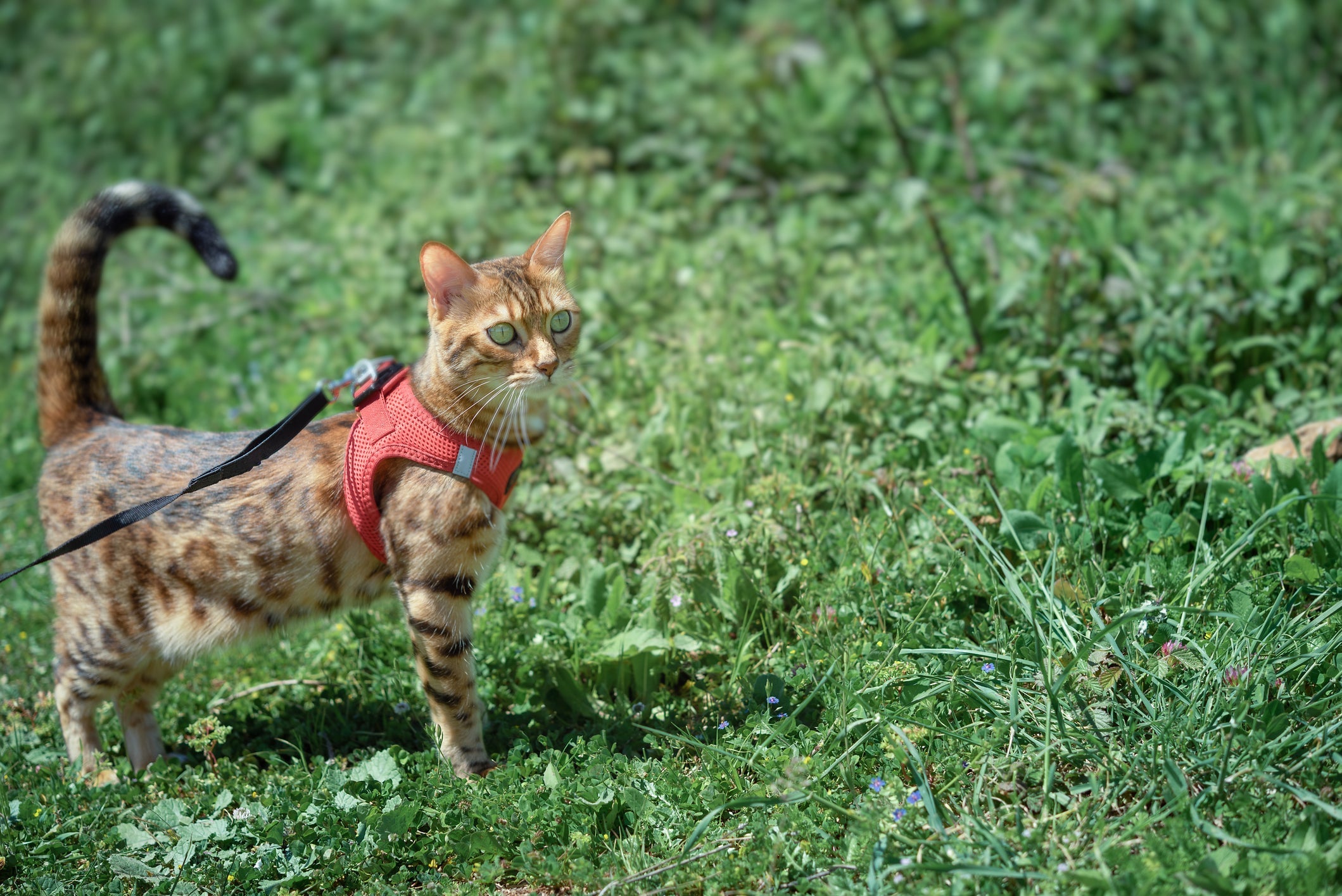 Confira quais são as raças de gato mais fáceis de serem adestradas