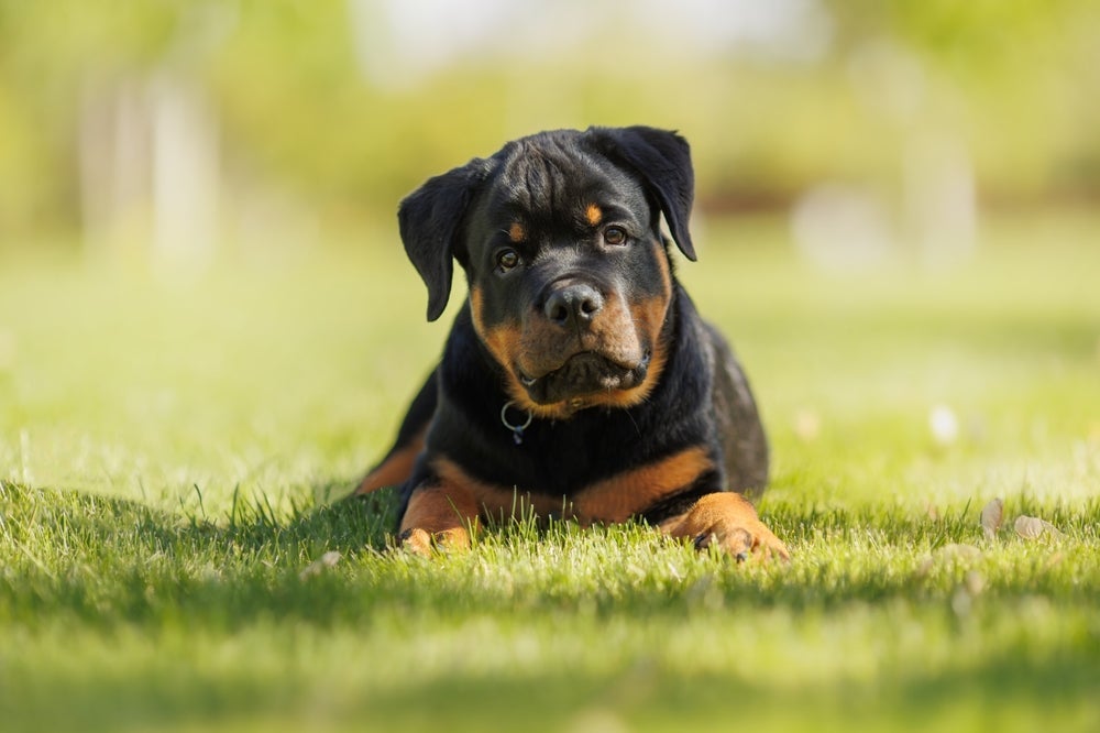 Treinar um Rottweiler não é difícil se ele ainda for filhotinho