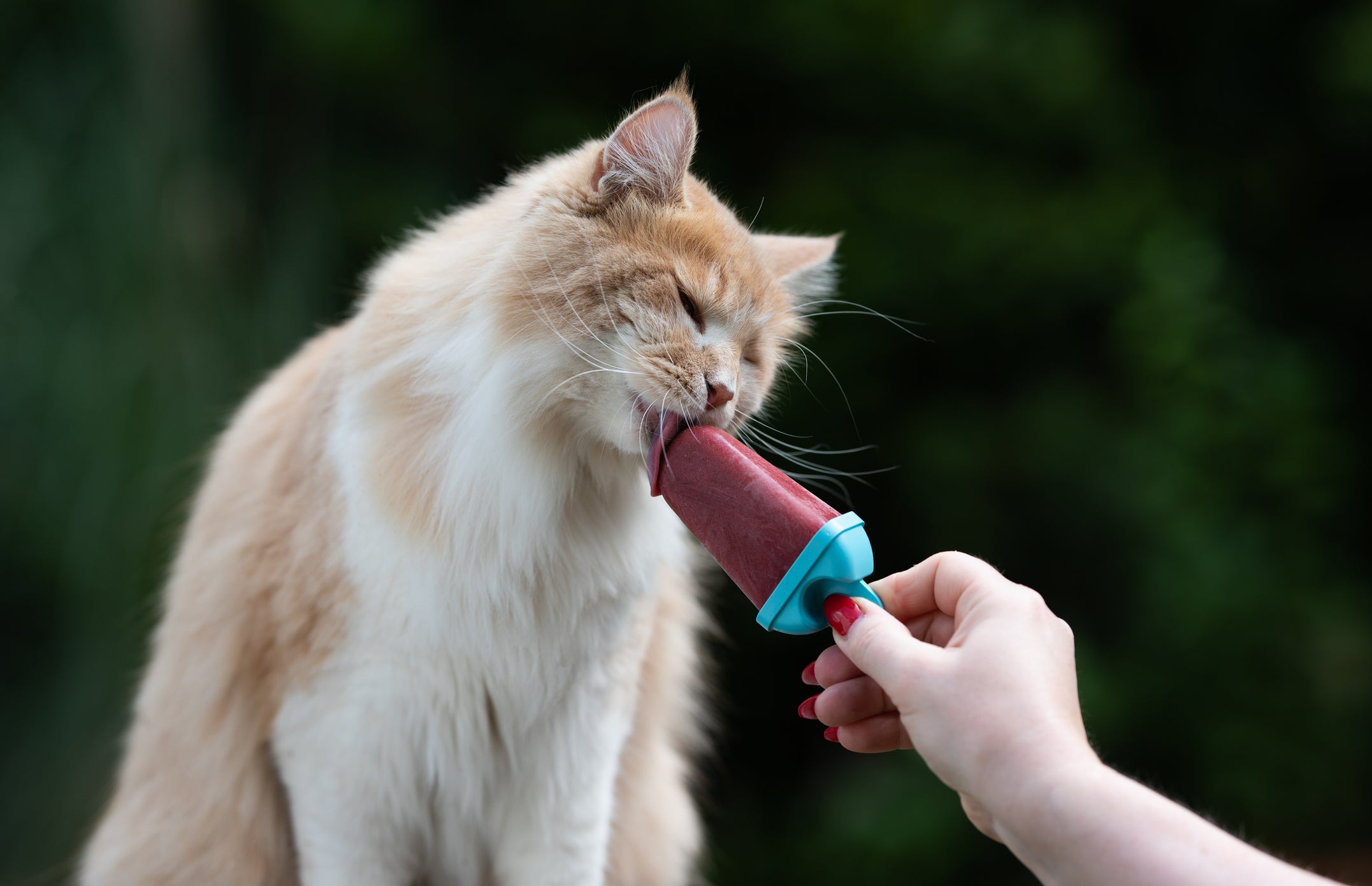 Veja como preparar um picolé com sachê para gatos