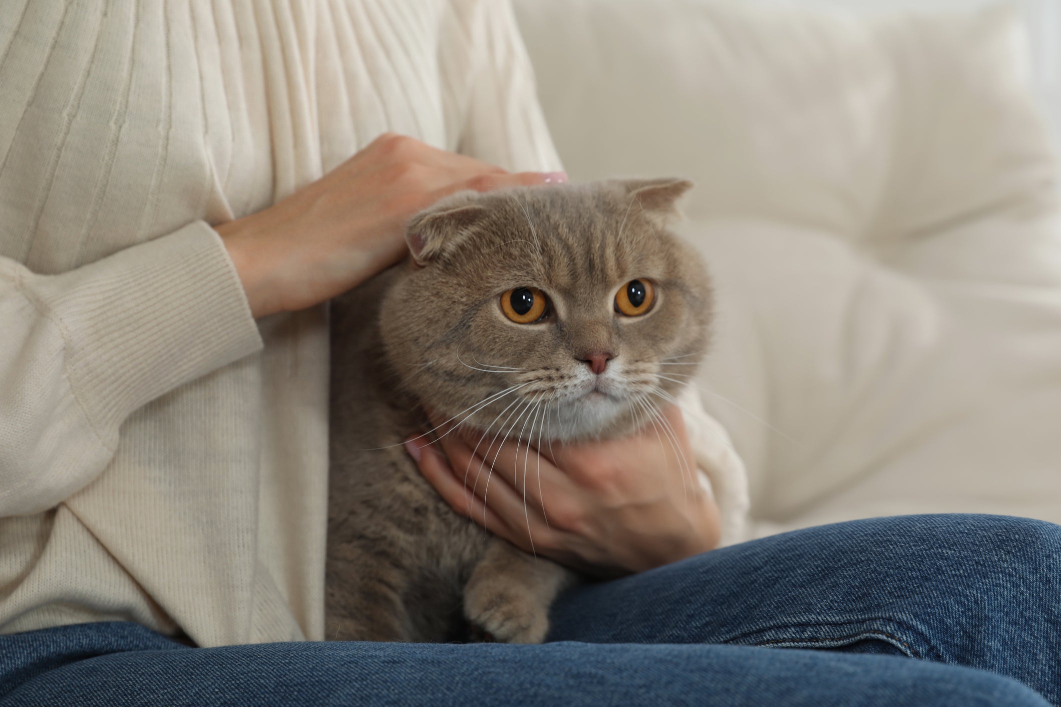 Confira quais são as raças de gato mais carinhosas