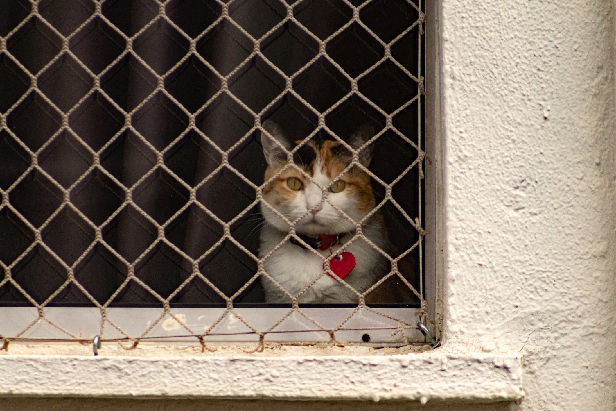 A tela de proteção para gatos é um acessório indispensável na casa de qualquer gateiro