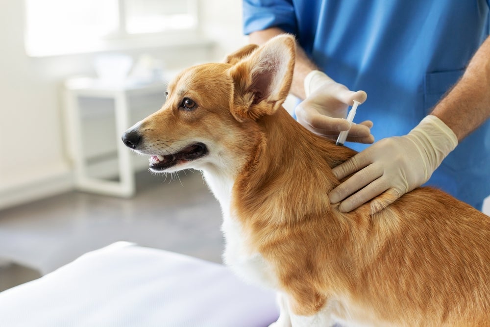 A vacina de cachorro deve ser aplicada no intervalo certo