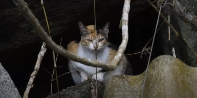 A Ilha dos gatos é rondada de mistérios, mas revela uma triste realidade de abandono (Créditos: Youtube/Canal On)