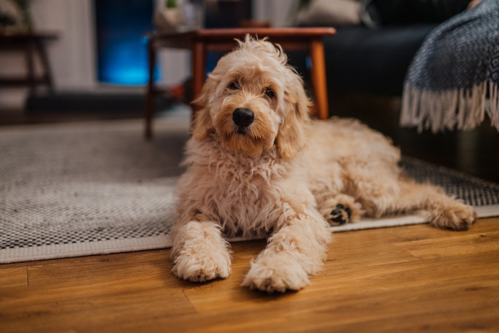 Com a adoção de cachorro, o pet pode levar algum tempo para se acostumar na nova casa