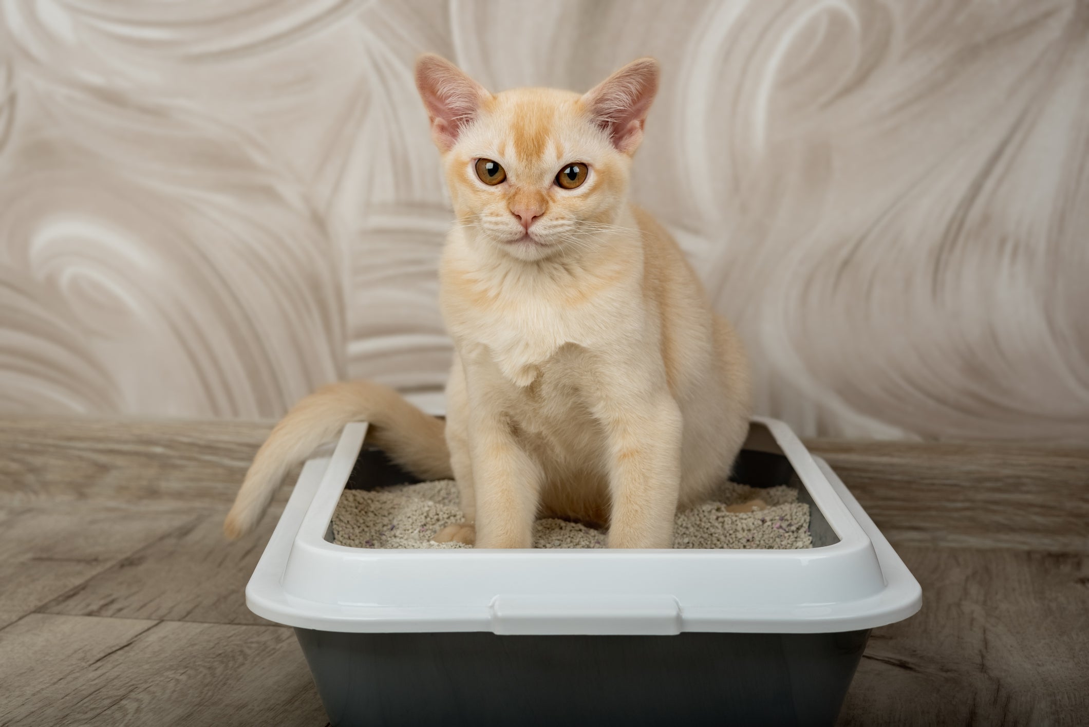 A escolha da areia para gato é essencial para cuidar do seu pet