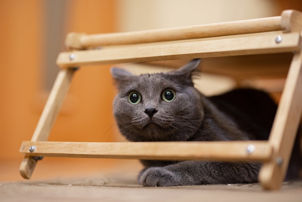 A audição dos gatos é muito sensível e por isso alguns barulhos podem ser incômodos