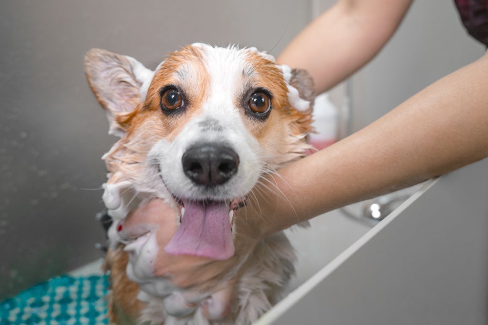 O banho em cachorro feito em casa também pode deixar o cão super cheiroso. Saiba como!
