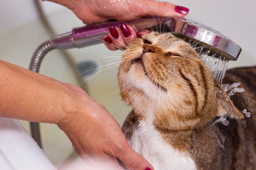 Dar banho em gato é uma boa ideia? Entenda se a prática é recomendada!