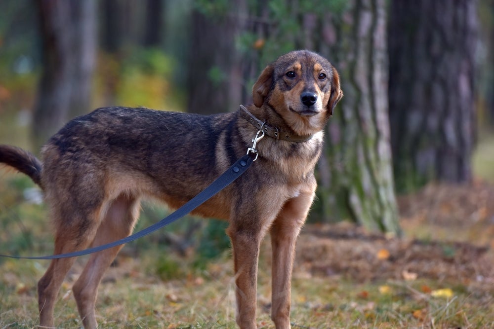 Algumas atitudes podem deixar o cachorro com medo e traumatizado