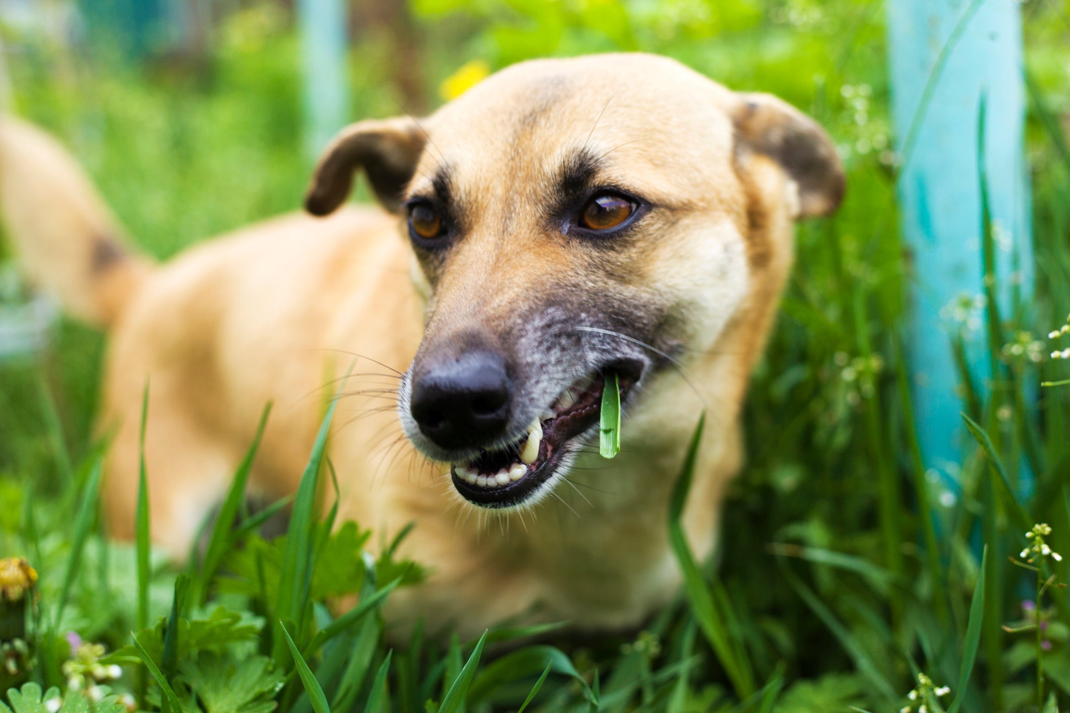 O cachorro comendo grama é um comportamento natural da espécie